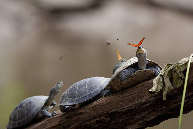 Foto Kupu-Kupu Meminum Air Mata Kura-Kura, Pemenang Picture Of The Year 2014 !