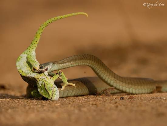 Hasil jepretan fotografer handal