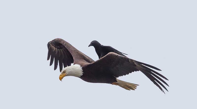 gagak di atas burung elang